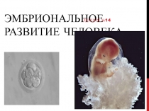 Эмбриональное развитие человека