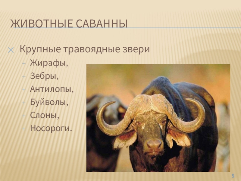 Животные саванны презентация