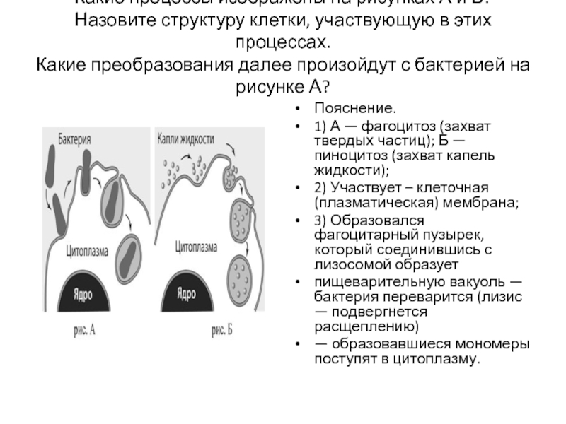 Какой процесс изображен на рисунке что образуется в результате этого процесса