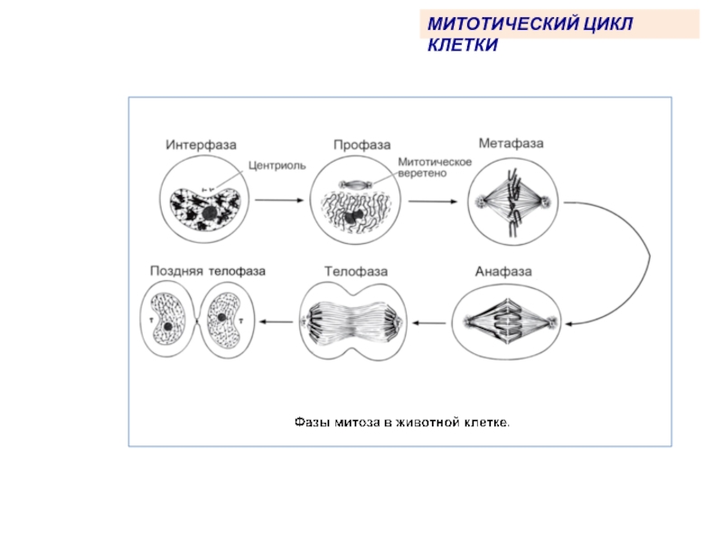 Деление клетки митотический цикл