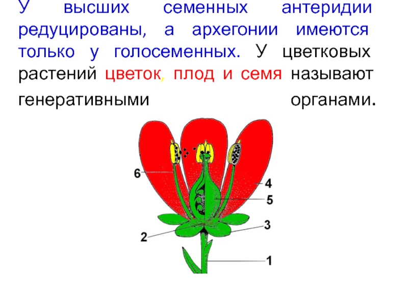 Генеративные органы тест. Генеративные органы цветковых растений. Генеративные части цветка. Генеративные органы растений цветок. Генеративные органы цветкового растения.