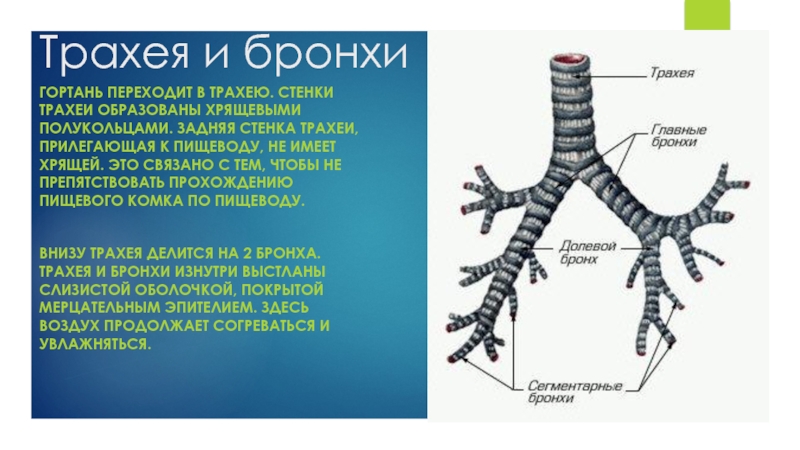 Стенки трахеи. Гортань трахеи и бронхи сзади. Трахея и бронхи вид спереди. Задняя стенка трахеи. Хрящевые полукольца трахеи.