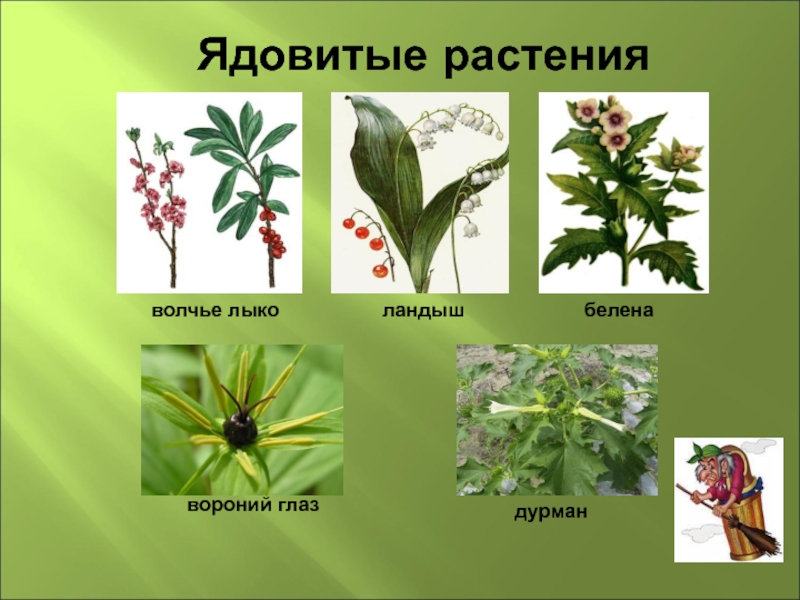 Ядовитые растения казахстана фото с названиями