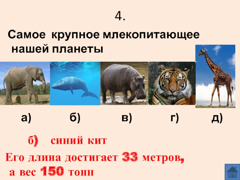 Название крупного млекопитающего. Крупнейшие млекопитающие в истории. Самая крупная и тяжелая млекопитающие. Самые крупные млекопитающие список. 4 Крупных млекопитающих.