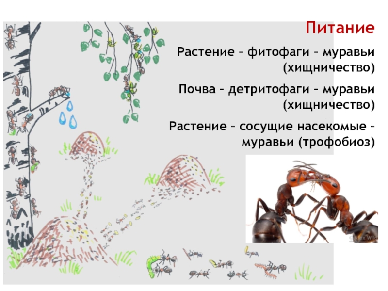 Какой тип питания характерен для рыжего лесного муравья изображенного на рисунке