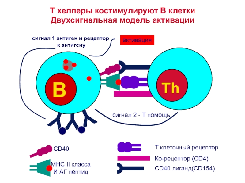 Презентация антигена т лимфоцитам