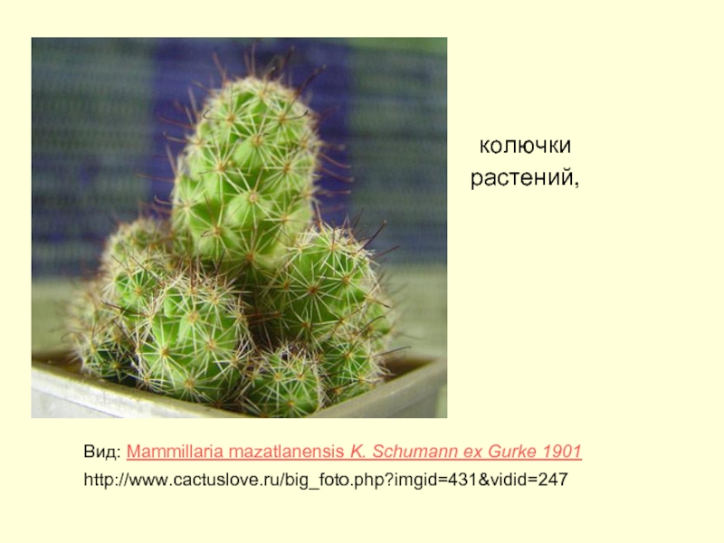 колючки растений, Вид: Mammillaria mazatlanensis K. Schumann ex Gurke 1901 http://www.cactuslove.ru/big_foto.php?imgid=431&vidid=247