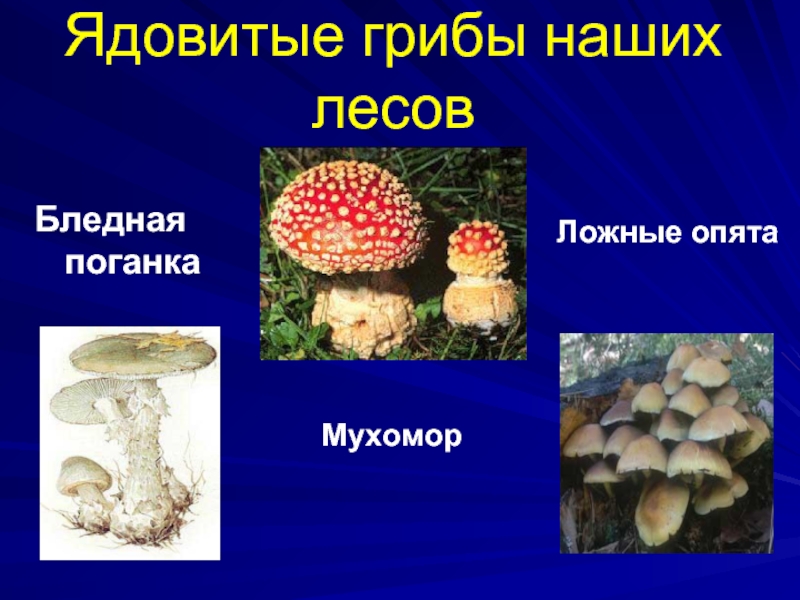 Несъедобные лесные грибы 2. Бледная поганка и ложные опята. Несъедобные грибы. Название ядовитых грибов. Съедобные и ядовитые грибы.