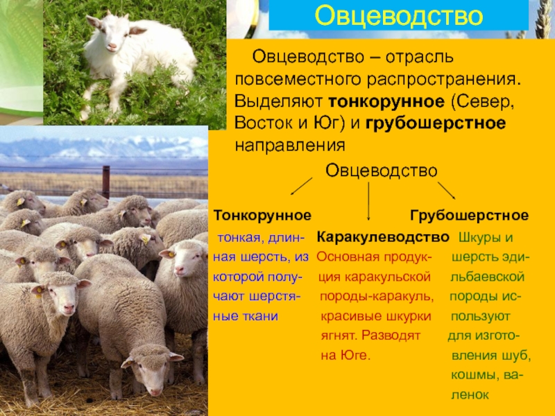 Овцеводство отрасль специализации. Животноводство отрасль овцеводство 4 класс. Овцеводство – отрасль специализации животноводства. Грубо шерстые и тонкорунные овцеводство. Свиноводство и овцеводство.