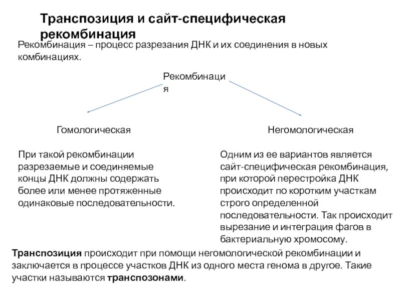 Транспозиция и сайт-специфическая рекомбинация
Рекомбинация – процесс