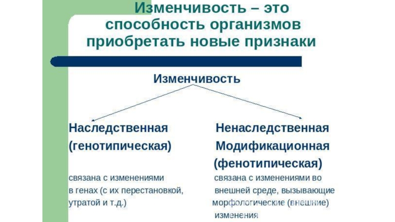 Презентация изменчивость