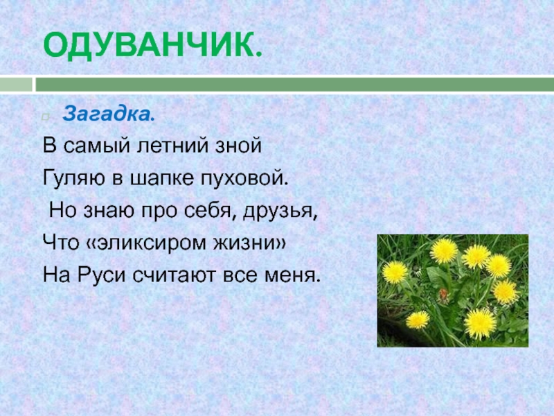 Одуванчик загадка для детей. Загадка про одуванчик. Загадка про одуванчик 3 класс. Загадка про одуванчик для детей. Придумать загадку про одуванчик.