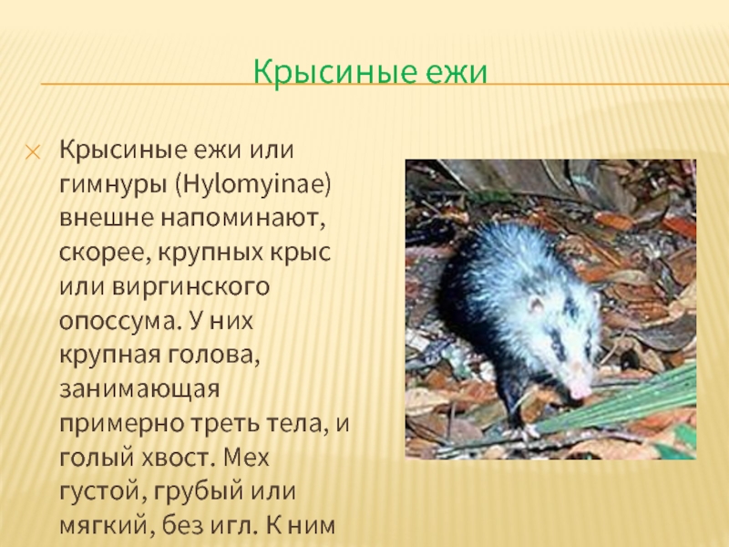Крысиные ежиКрысиные ежи или гимнуры (Hylomyinae) внешне напоминают, скорее, крупных крыс или виргинского опоссума. У них крупная