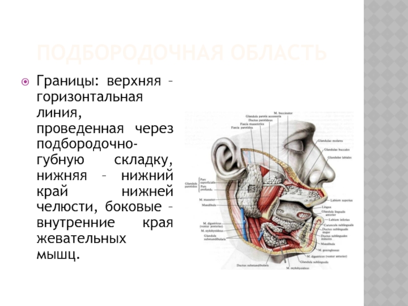 Верхнее горизонтальное. Подглазничная область топографическая анатомия. Топографическая анатомия нижней челюсти. Топографическая анатомия челюсти человека. Границы подглазничной области.