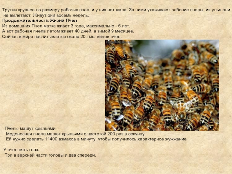 Трутни крупнее по размеру рабочих пчел, и у них нет жала. За ними ухаживают рабочие пчелы, из улья