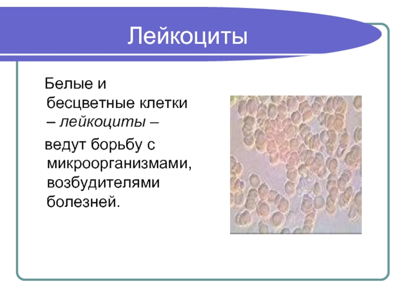 Бесцветные клетки. Крупные бесцветные клетки. Лейкоциты бесцветные. Элементы крупные бесцветные клетки. Лейкоциты белые или бесцветные.