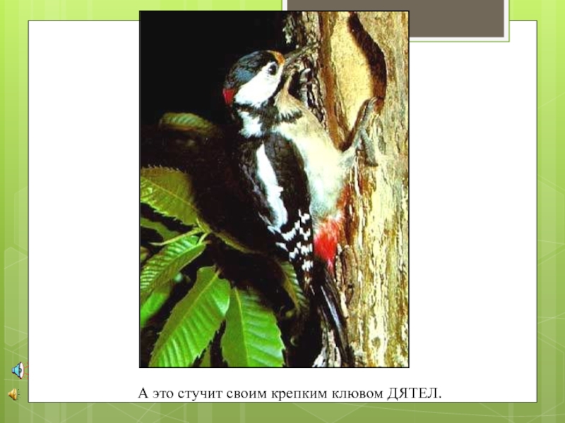 Голос дятла слушать. У дятла клюв длинный а у воробья. У дятла клюв сломался. Дятел клювом не стучи белка. Какой клюв у дятла твердый или крепкий.