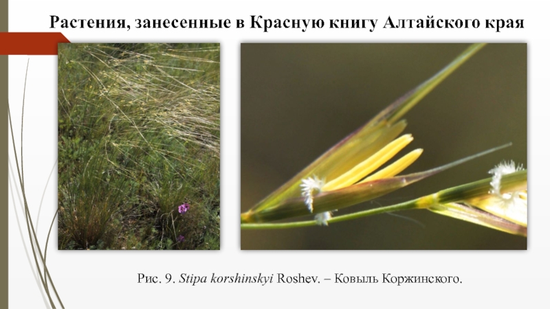 Семейство Злаковые ( Роасеае Barnh.) Рис. 9. Stipa korshinskyi Roshev. – Ковыль Коржинского. Рис. 9. Stipa korshinskyi Roshev. – Ковыль Коржинского.