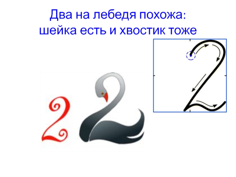Цифра 2 в русском языке 5 класс. Цифра 2 лебедь. Двойка похожа на лебедя. Цифра два. Цифра 2 в виде лебедя.