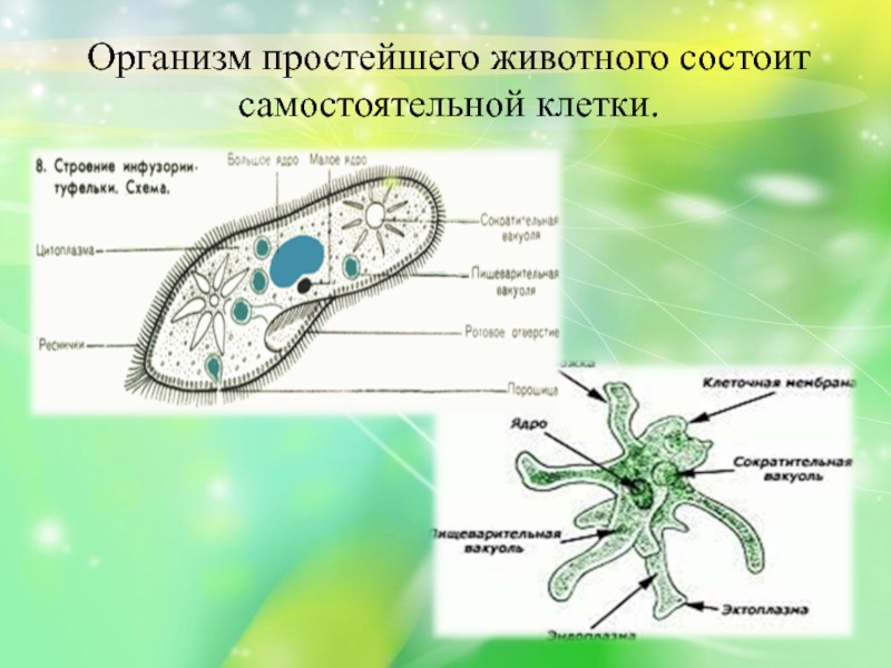 Презентация одноклеточные животные 5 класс