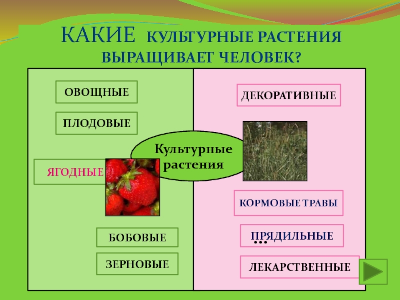 Как появились культурные растения схема