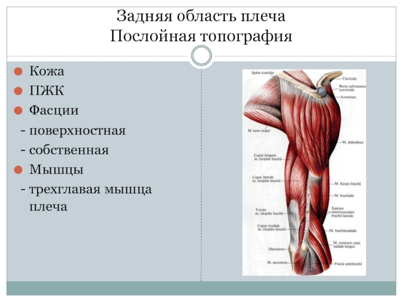 Мышцы верхней конечности презентация