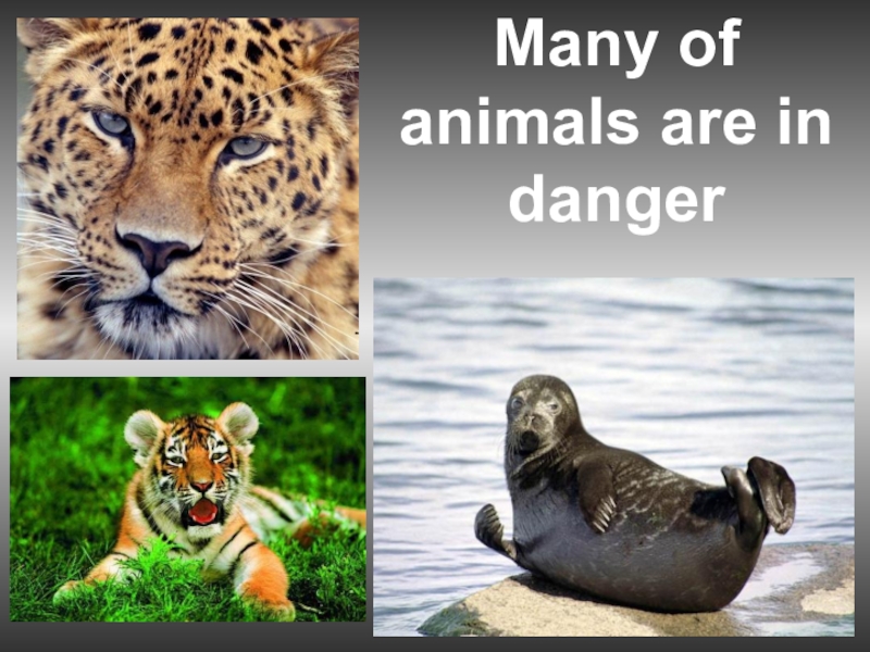 Animals in danger at present. Вымирающие животные Англии. Животные в опасности на английском. Презентация на тему animals.