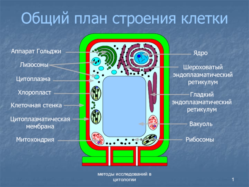 Общий план строения клетки