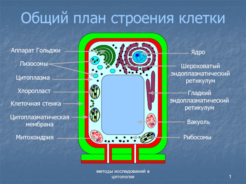 Презентация Общий план строения клетки