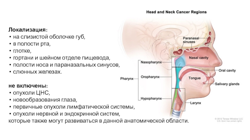 Рак головы и шеи. Новообразования параназальных синусов. Глотка доброкачественные опухоли. Локализация опухоли головы и шеи. Опухоли головы и шеи презентация.