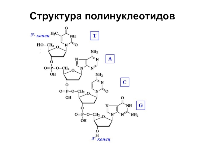 Полинуклеотидная рнк. Строение полинуклеотида РНК. Строение полинуклеотидной Цепочки ДНК. Строение полинуклеотида ДНК. Химическая структура полинуклеотидов.