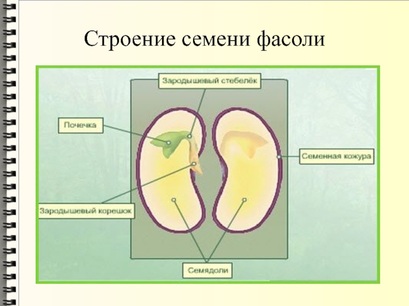 Семядоля семени фасоли обозначена на рисунке