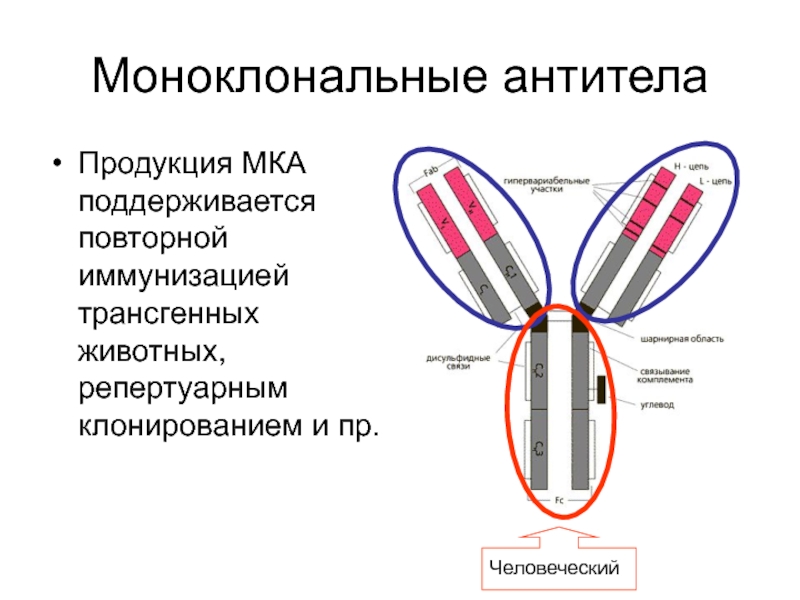 Моноклональные антитела иммунология презентация