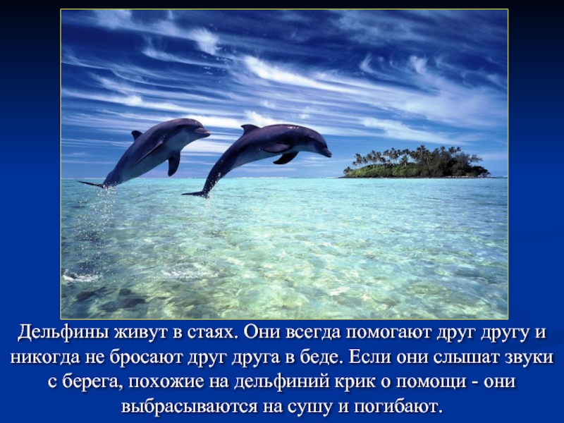 Дельфины живут в стаях. Они всегда помогают друг другу и никогда не бросают друг друга в беде.