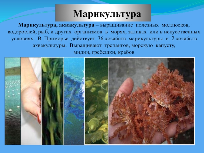 Японское море презентация 8 класс