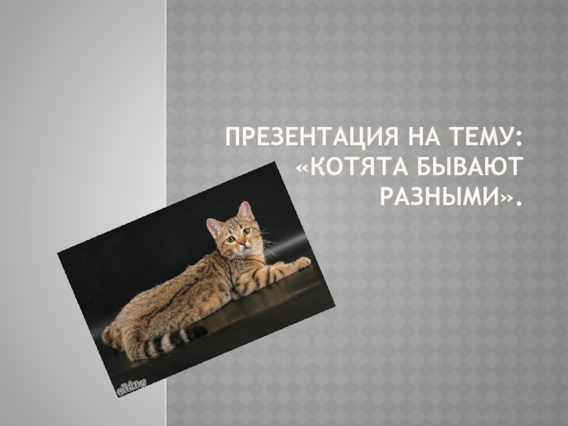 Презентация на тему: «котята бывают разными».