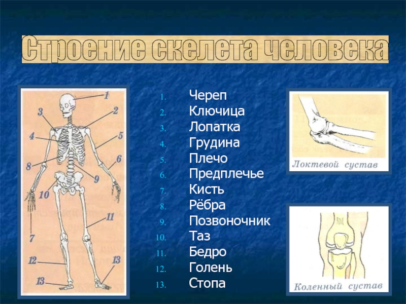 Предплечье на скелете. Скелет человека предплечье. Скелет плеча и предплечья. Кисть предплечье плечо ключица. Строение тела человека плечо предплечье.