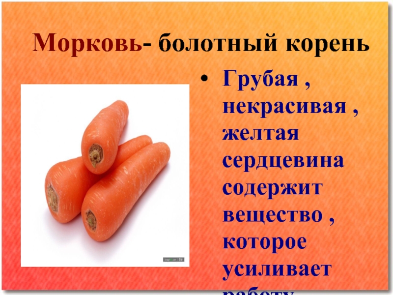 Морковь- болотный кореньГрубая , некрасивая , желтая сердцевина содержит вещество ,которое усиливает работу сердечной мышцы Содержит КАРОТИН