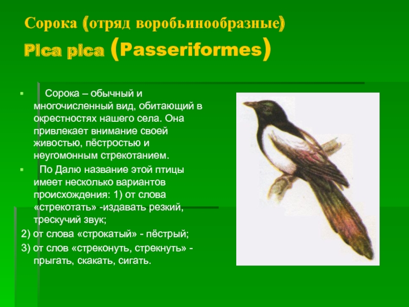 Сорока (отряд воробьинообразные) Pica pica (Passeriformes)  Сорока – обычный и многочисленный вид, обитающий в окрестностях нашего