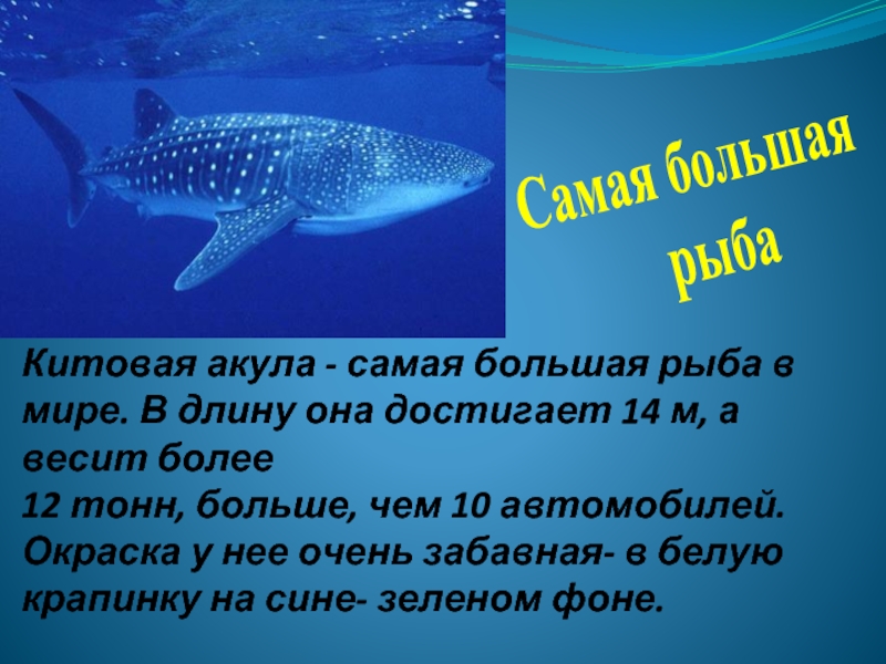 Мир рыб 2 класс. Загадки про рыб биология 8 класс по биологии. Сочинение описание китовой акулы коротко.