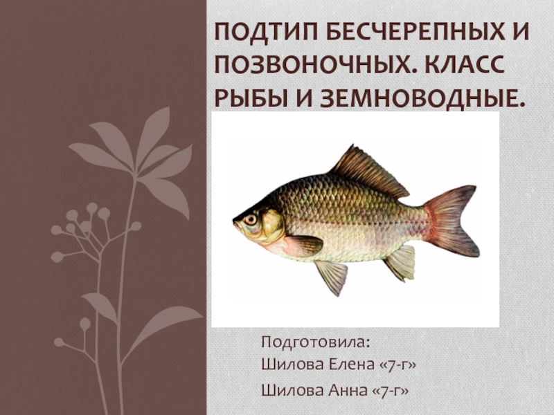 Подготовила: Шилова Елена «7-г»Шилова Анна «7-г»Подтип бесчерепных и позвоночных. Класс рыбы и земноводные.