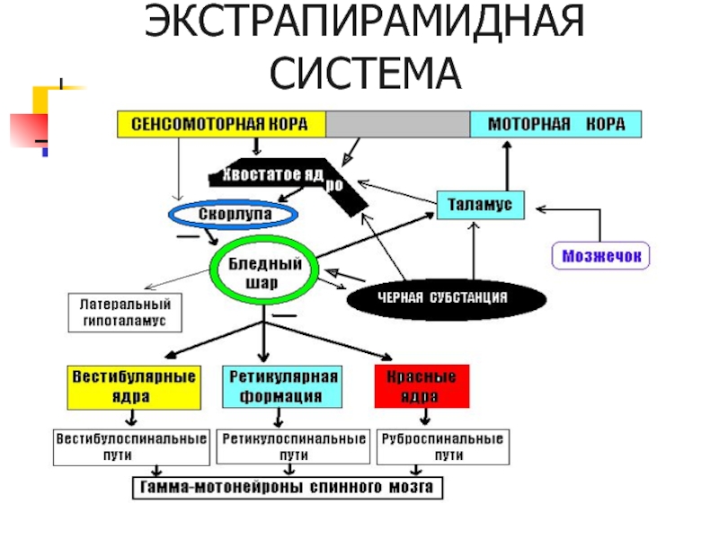 Экстрапирамидная система схема пути