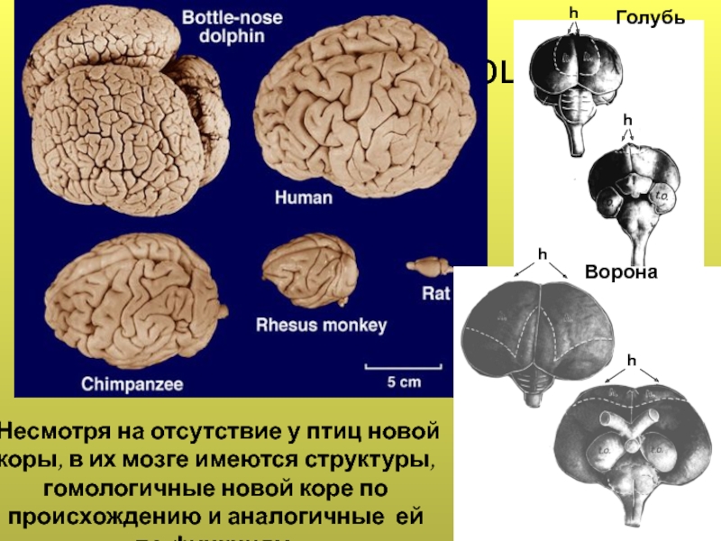 Мозг голубя. Строение мозга голубя. Размер мозга голубя. Размер мозг голубя и человека. Голубиный мозг размер.