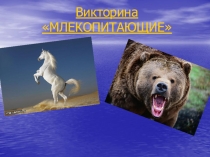 Викторина «МЛЕКОПИТАЮЩИЕ»