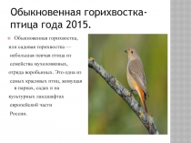 Обыкновенная горихвостка-птица года 2015