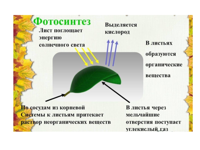 Значение фотосинтеза для растений 5 класс. Выделение у растений схема. Фотосинтез листа 6 класс. Что такое фотосинтез листа в биологии. Фотосинтез листа схема.