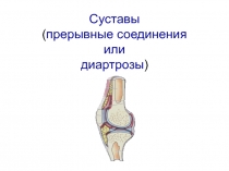 Суставы ( прерывные соединения или диартрозы )