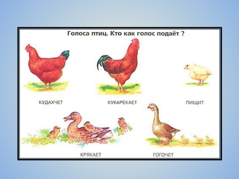 Домашние птицы презентация 2 младшая группа