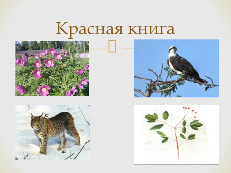 Красная книга якутии презентация