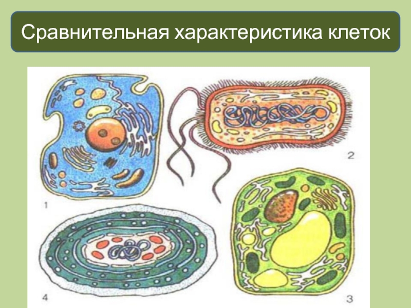 Характер клеток. Клетка бактерии. Прокариотическая животная и растительная клетки. Разнообразие прокариотических клеток. Включения прокариотической клетки.